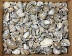 Lot: Polished, Fossil Oyster Shells - ~ Pieces #133811-1
